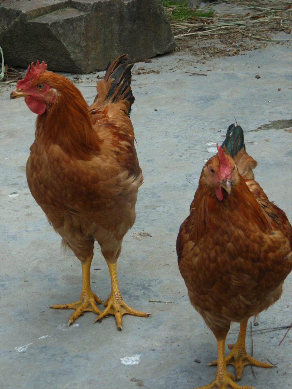 RIMG0042.JPG