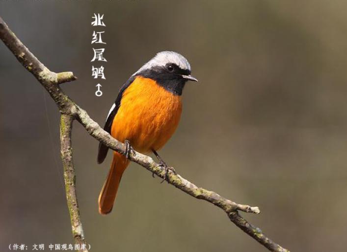 鸟2.jpg