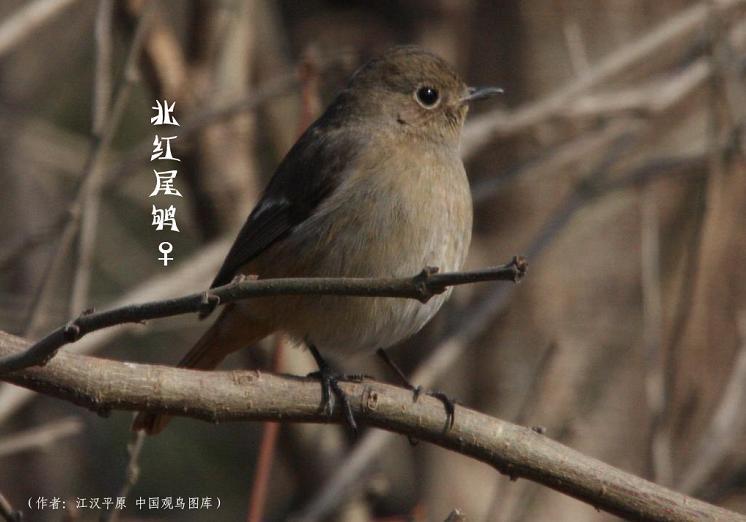 小鸟.jpg