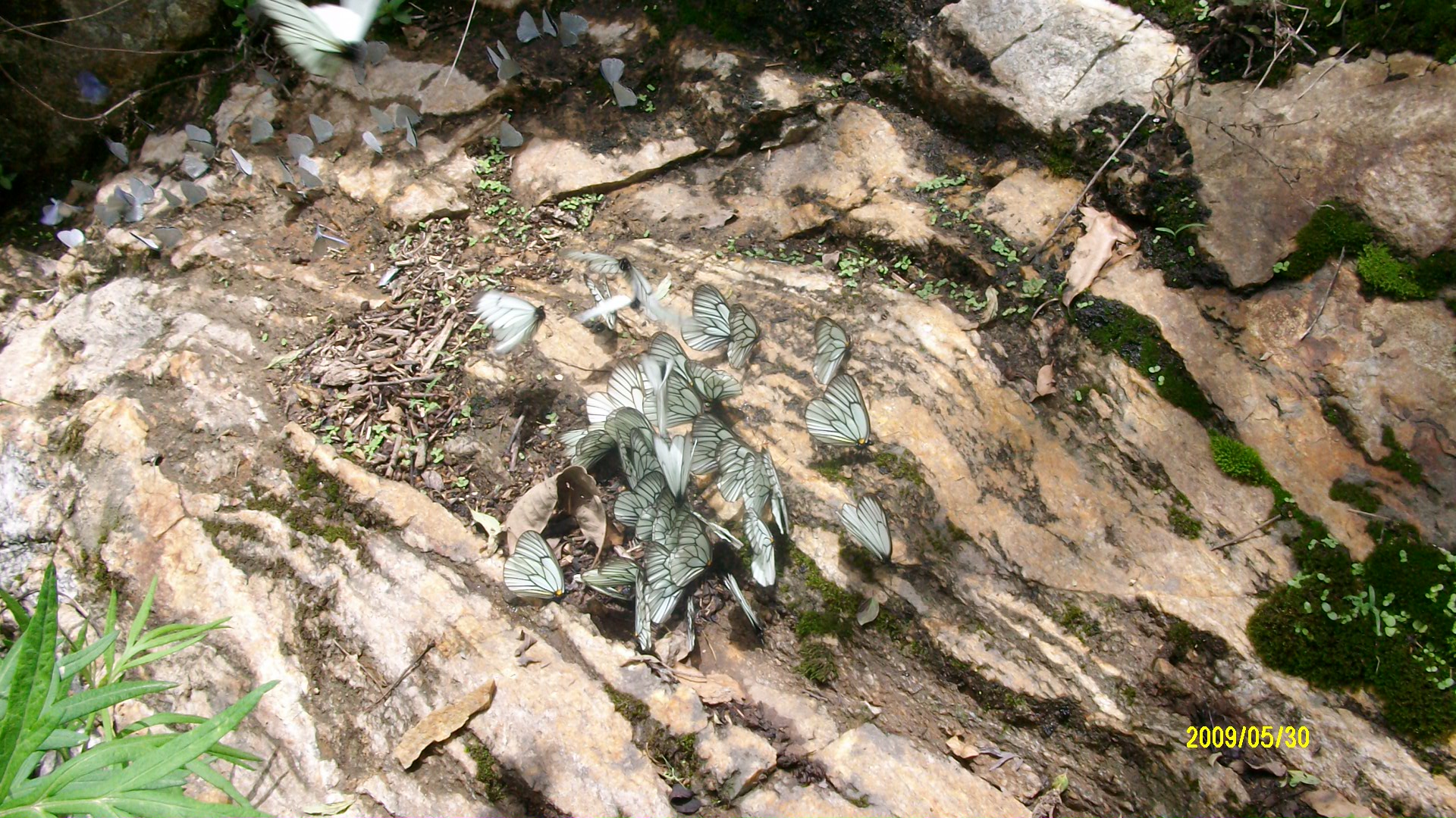 ALIM0837.JPG