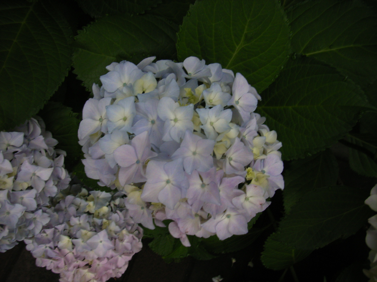 RIMG0065.JPG