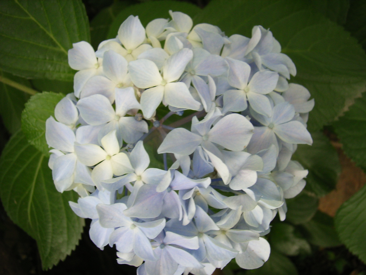 RIMG0010.JPG