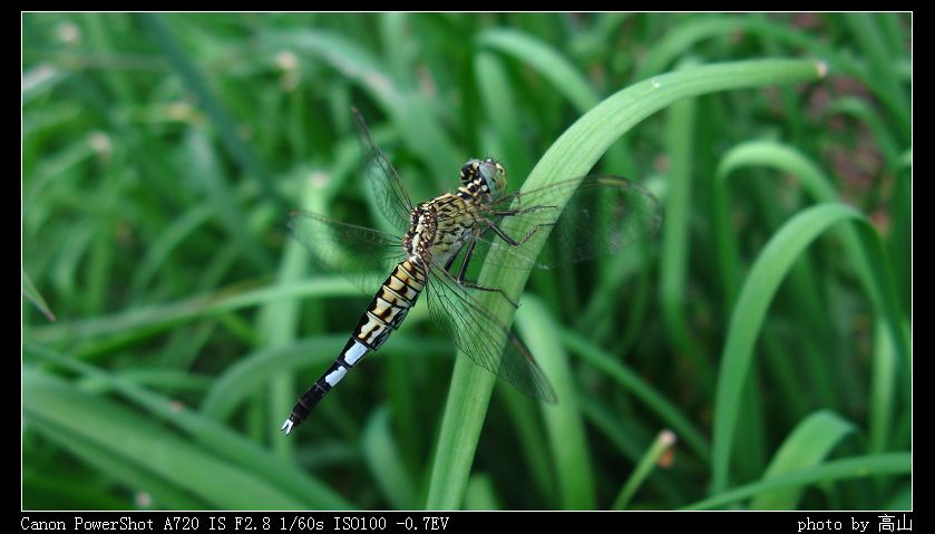 IMG_0055.JPG