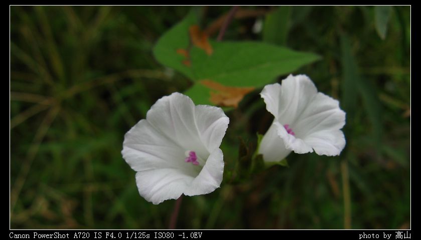 IMG_0010.jpg