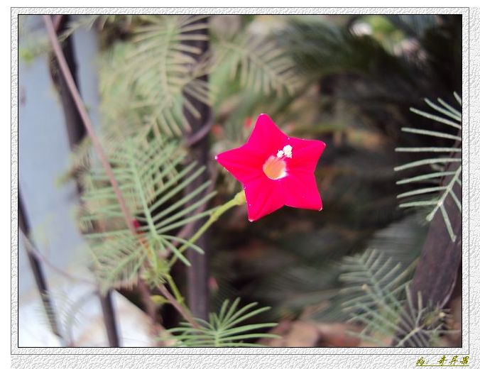 五角星型的花.JPG
