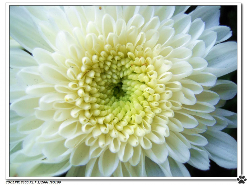白色菊花副本.jpg
