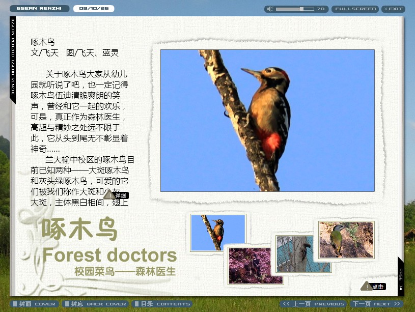 啄木鸟.jpg