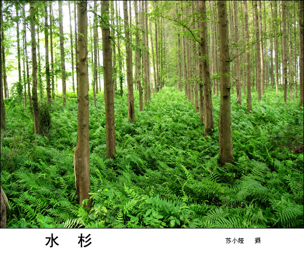 20080817_9c5a64f8cfb4b36af7d7K0WgP9aqQd9v.jpg