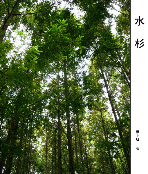20080817_ebd57037696fbe385103sMYwKRyxKcDB.jpg