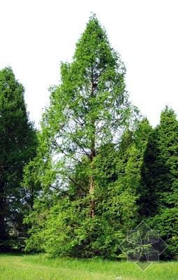 2006041410473556_2.jpg