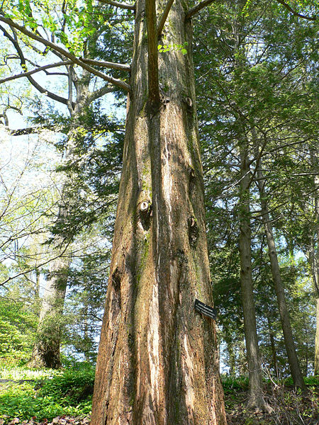 450px-Metasequoia_Glyptostroboides2.jpg