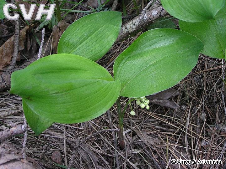 铃兰花期植株.jpg