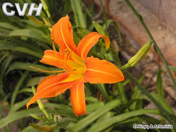 萱草.jpg