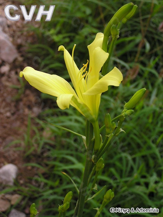 黄花菜3.jpg