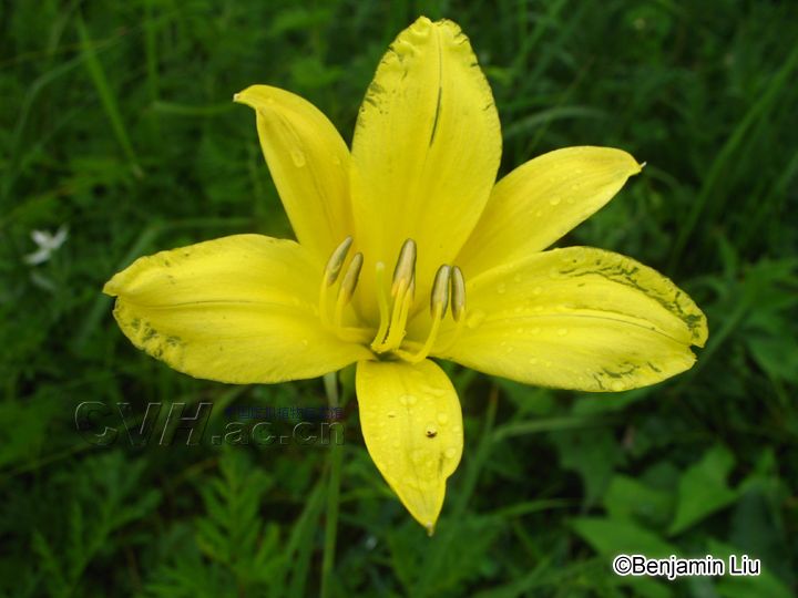 黄花菜2.jpg
