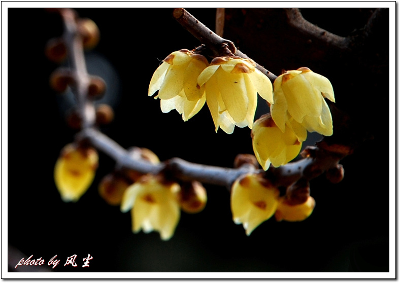 腊梅4.jpg