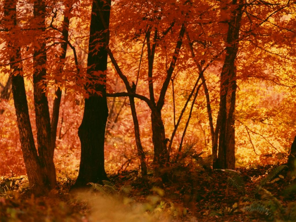 Forest_Autum_02_404_1024.jpg