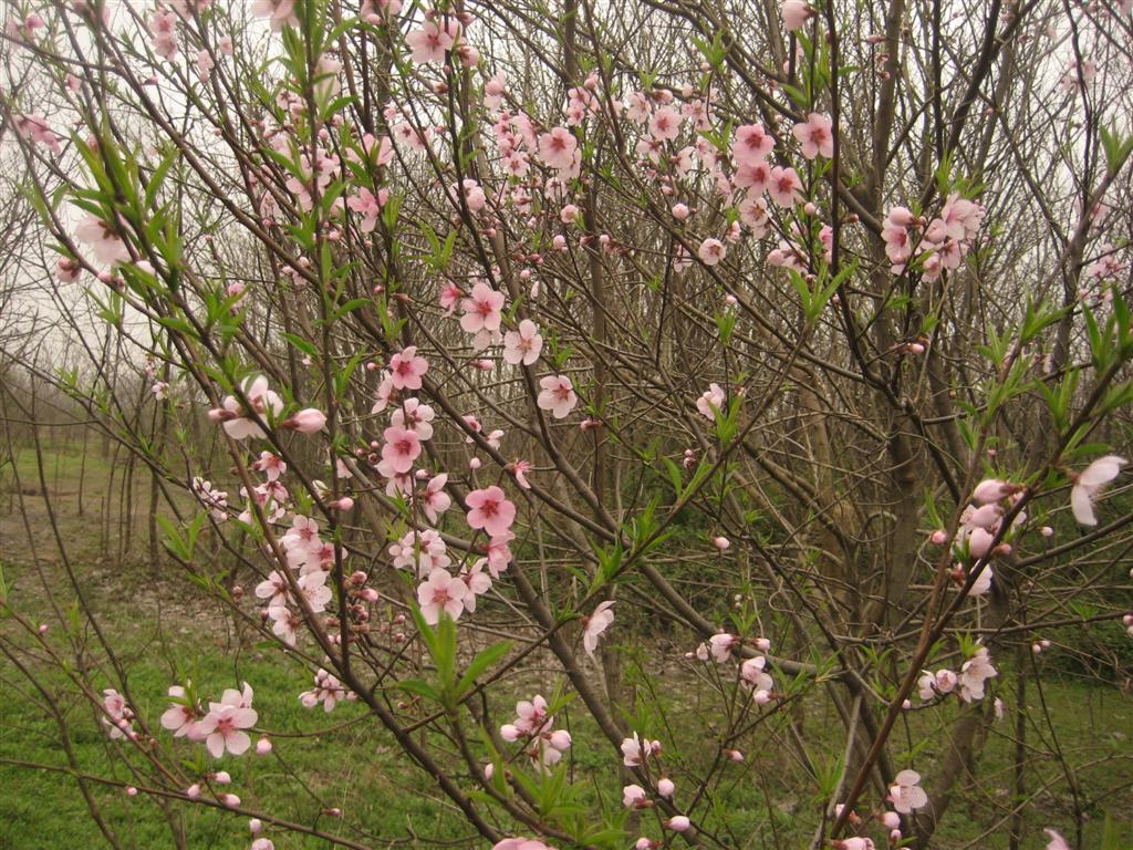 桃花 (大).JPG