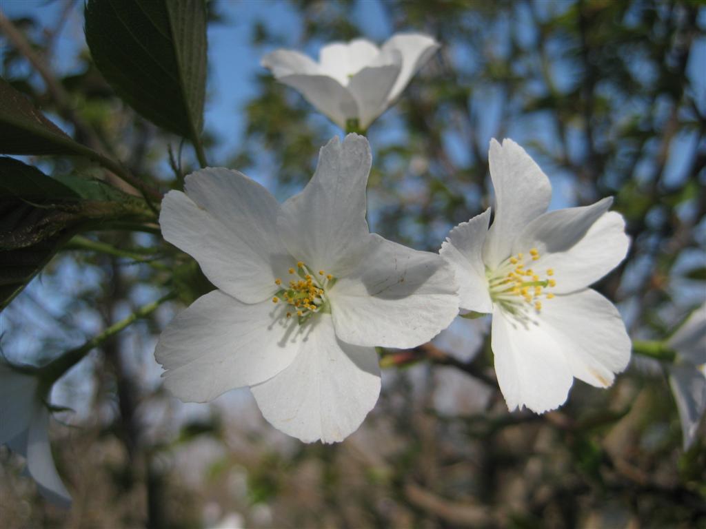 山樱花 (大).JPG