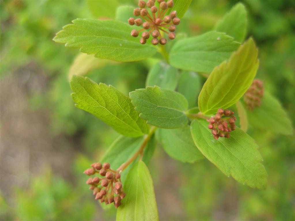 绣线菊 (大).JPG