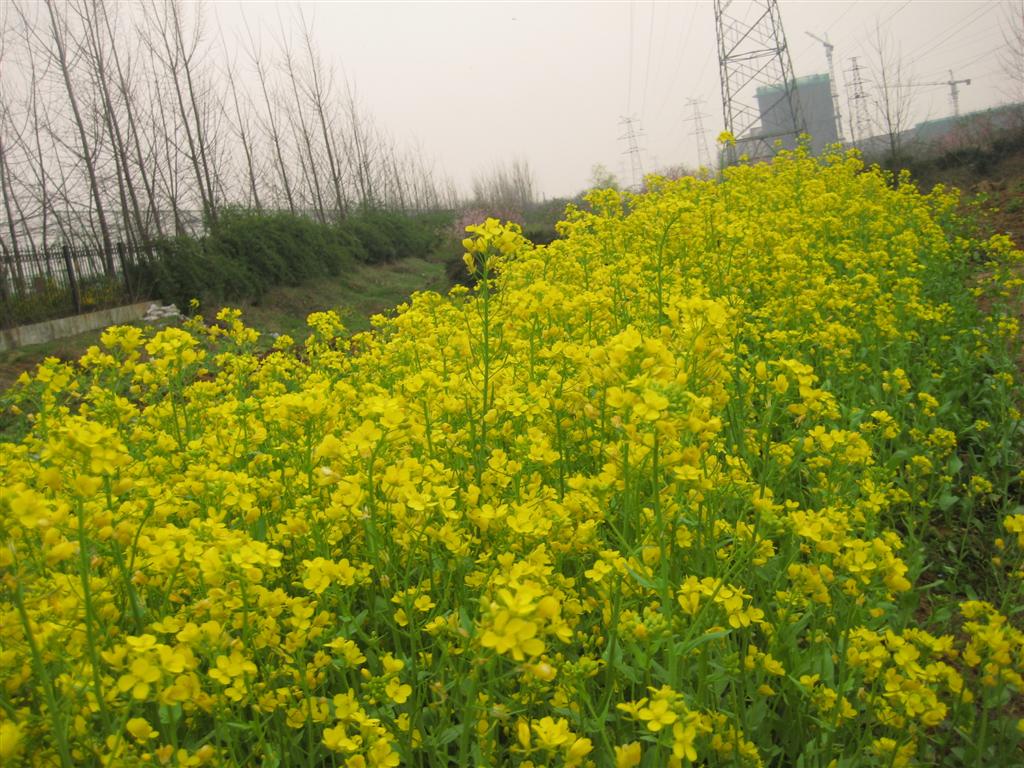 油菜花 (大).JPG