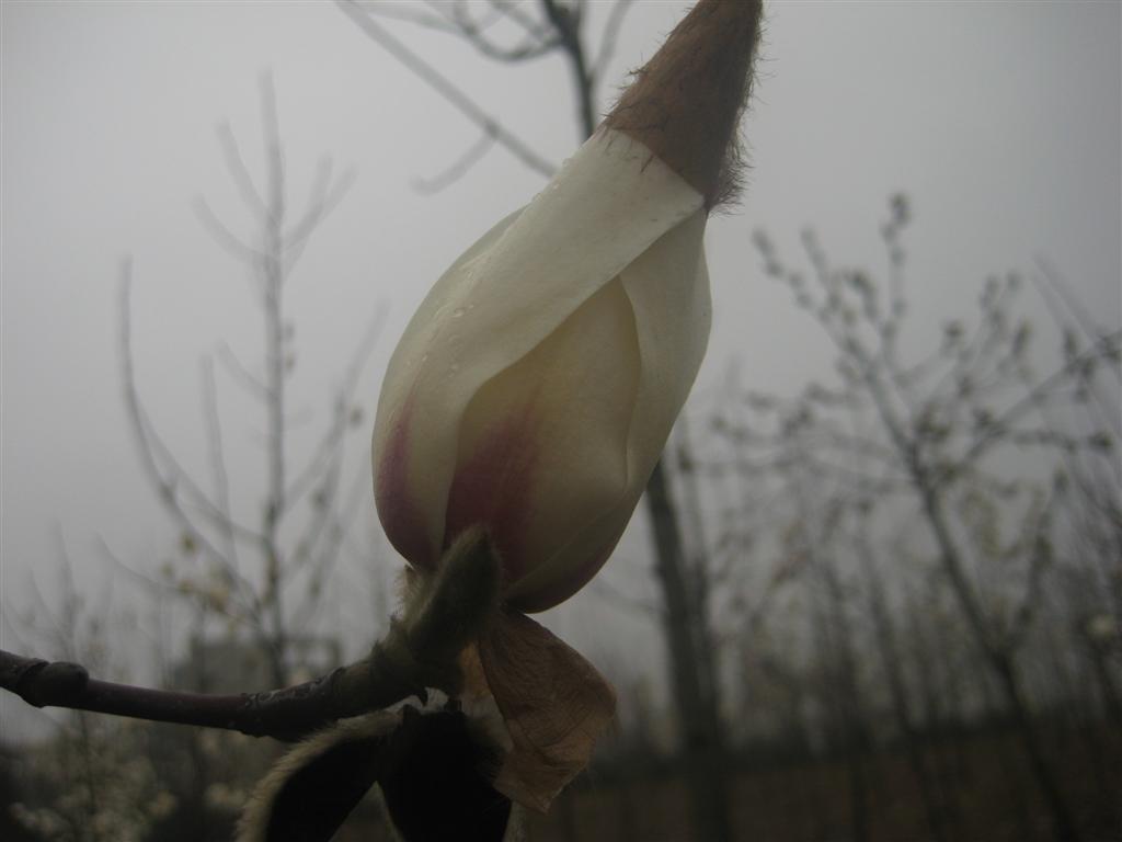 玉兰 (大).JPG