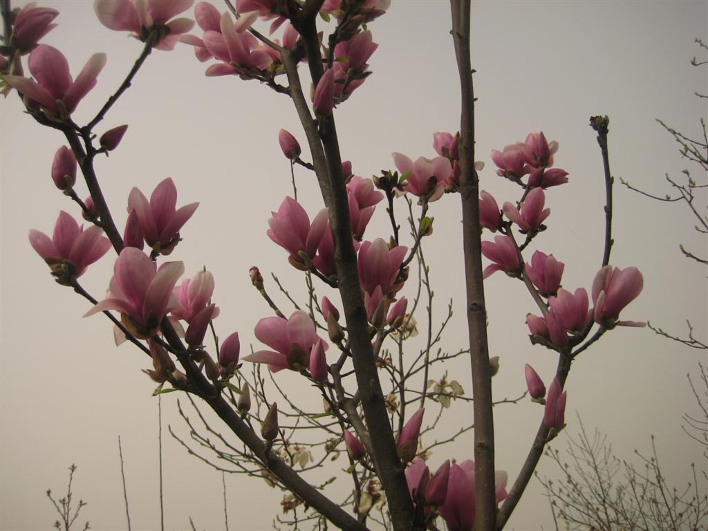 紫玉兰 (大).JPG
