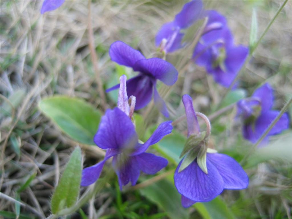 紫花地丁 (大).JPG