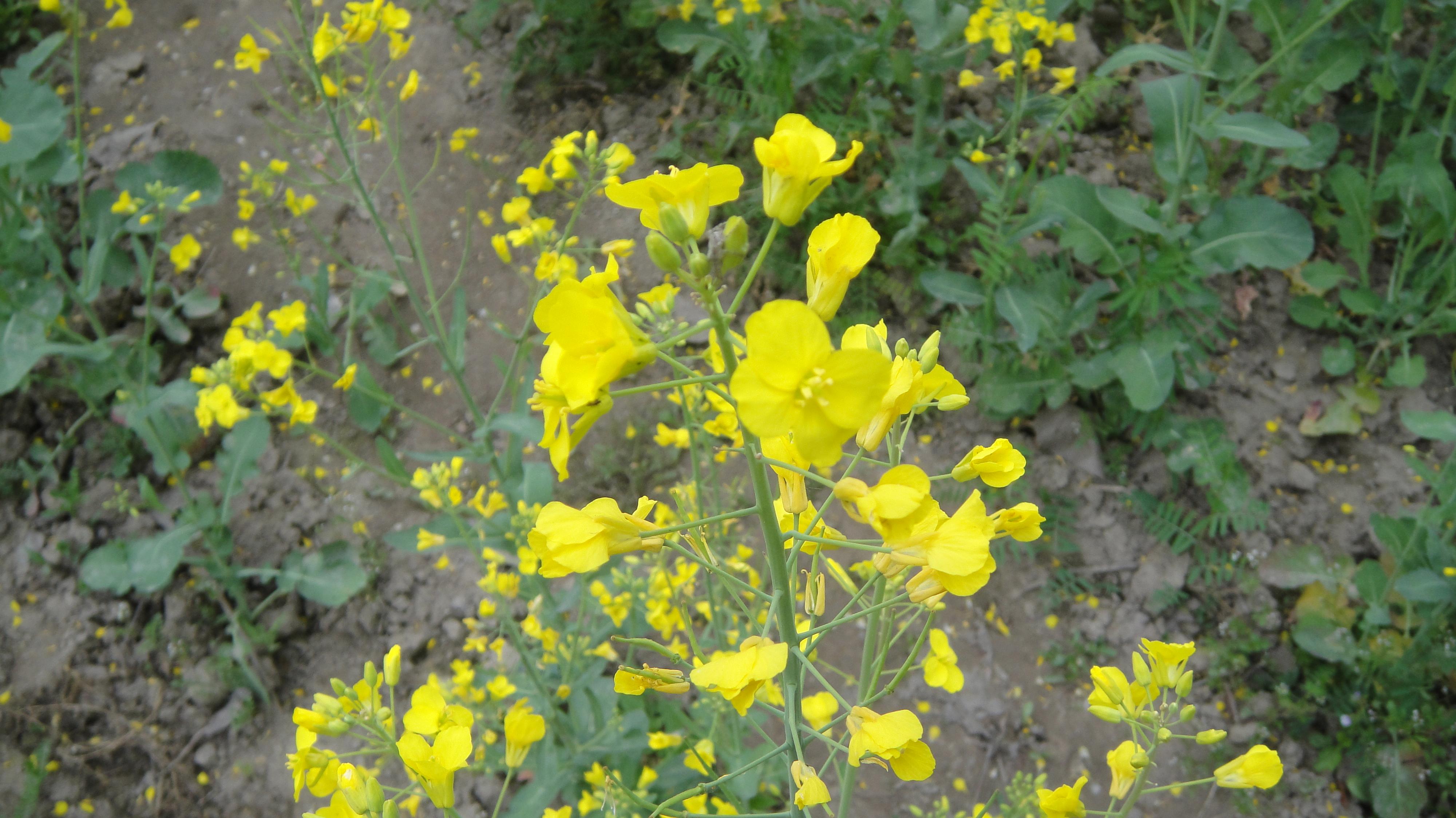 油菜花1.JPG.jpg