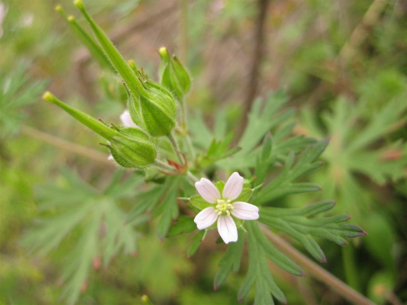 野老鹳草.JPG