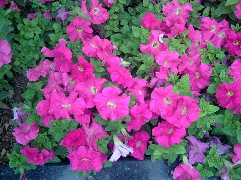 20100521018.jpg