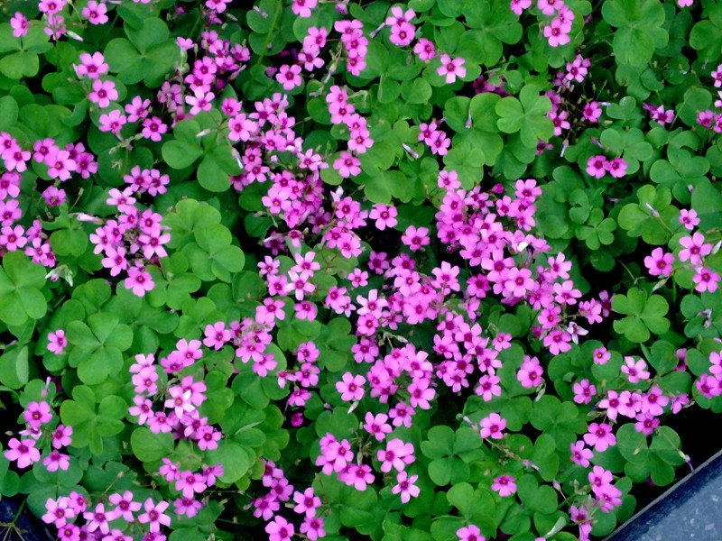 20100521020.jpg