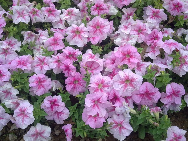 20100521023.jpg