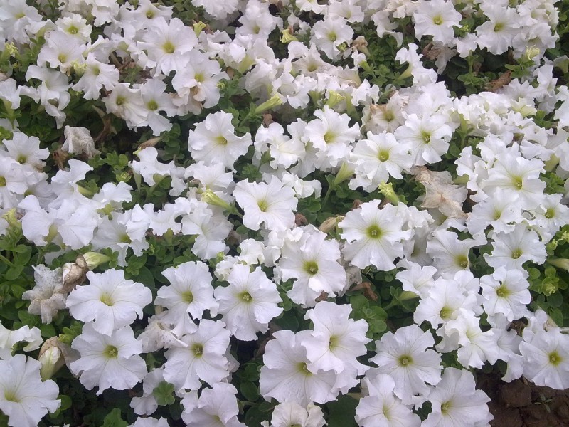 20100521022.jpg