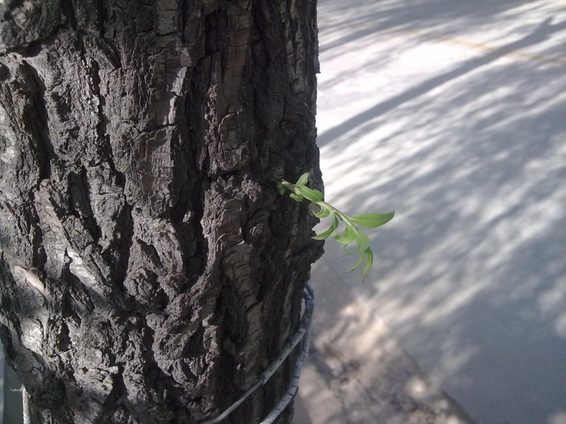 20100523032.jpg