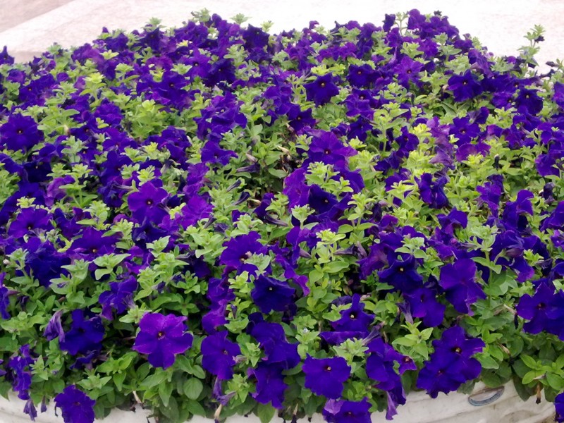 20100521021.jpg