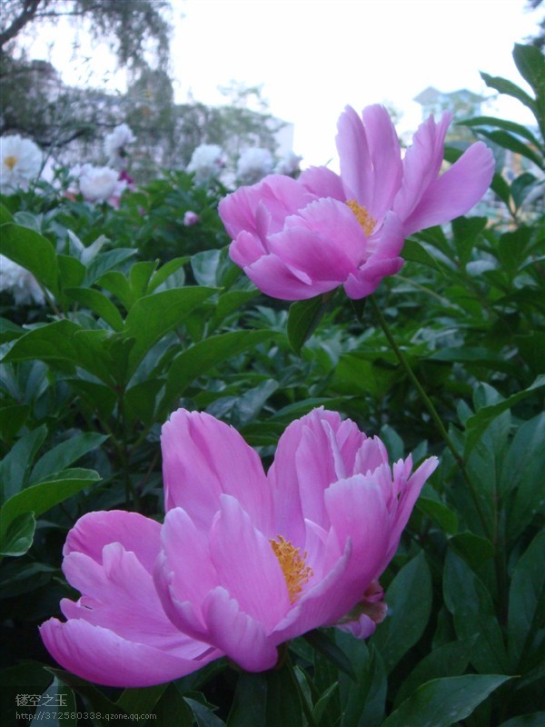 牡丹芍药分不清3.jpg