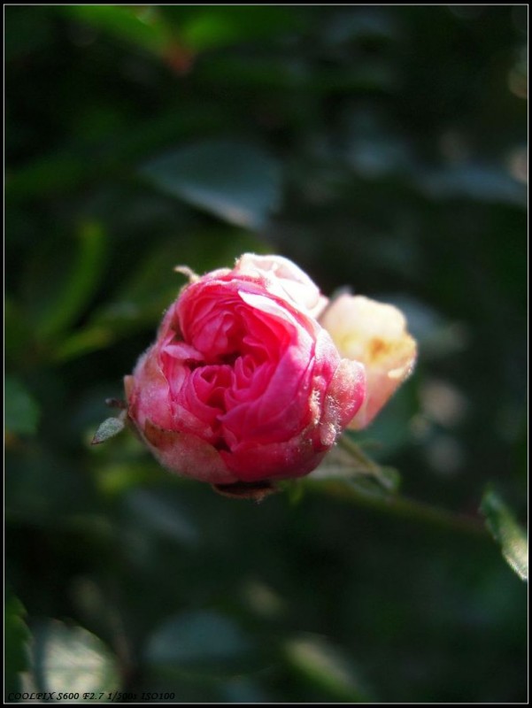 DSCN3605.JPG