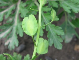 遏兰菜-角果.jpg