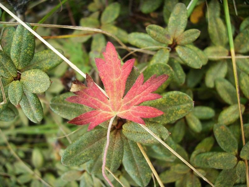 DSCI0286.jpg