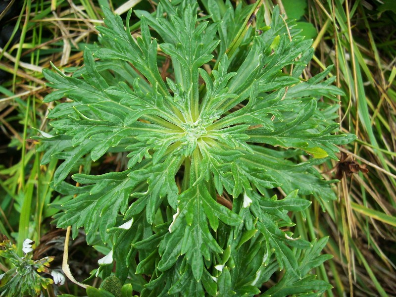 DSCI0284.jpg