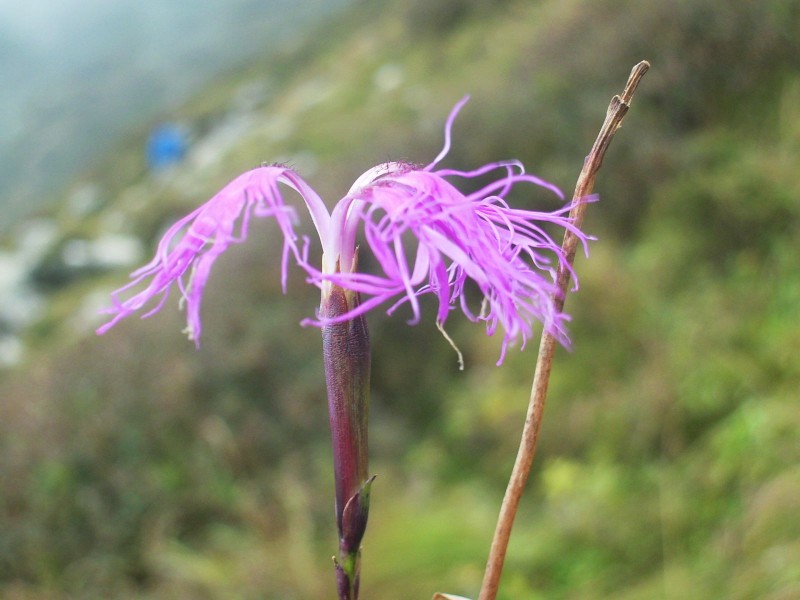 DSCI0274.jpg