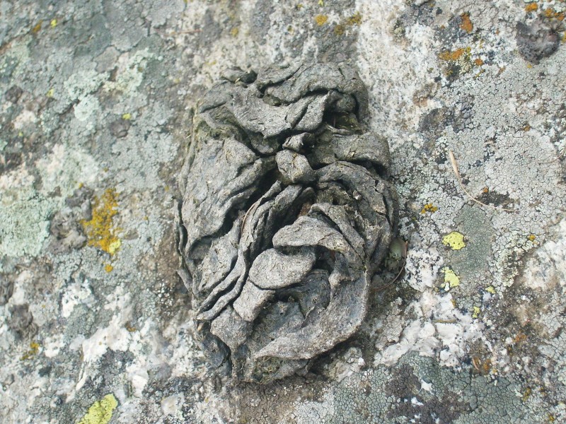 DSCI0231.jpg