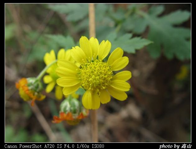 菊科 (4).jpg