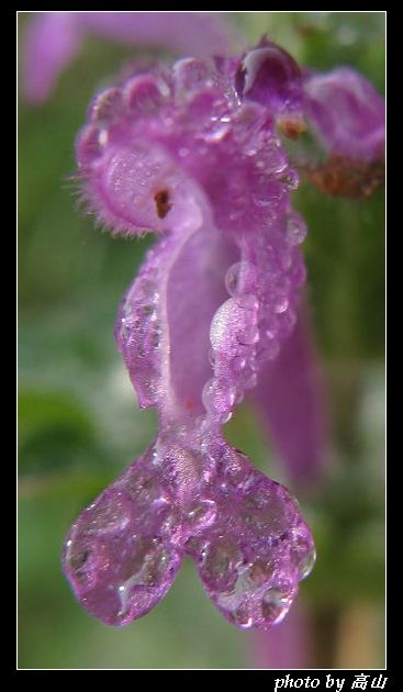 斑种草 (4)_nEO_IMG.jpg