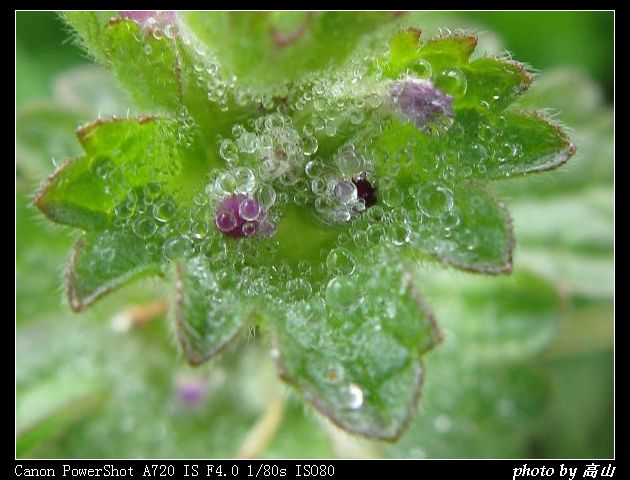 斑种草 (6).jpg
