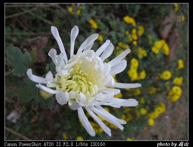 菊科 (2).jpg
