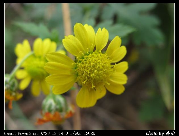 菊科 (5).jpg