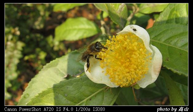 食蚜蝇 (1)_nEO_IMG.jpg