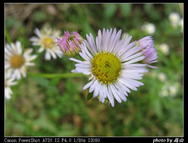 菊科 (6).jpg